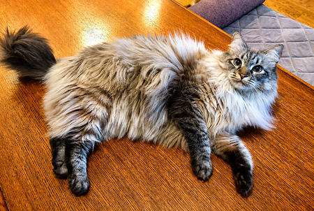 Entry image for Baby Kitty. Clicking this image will show a larger photo