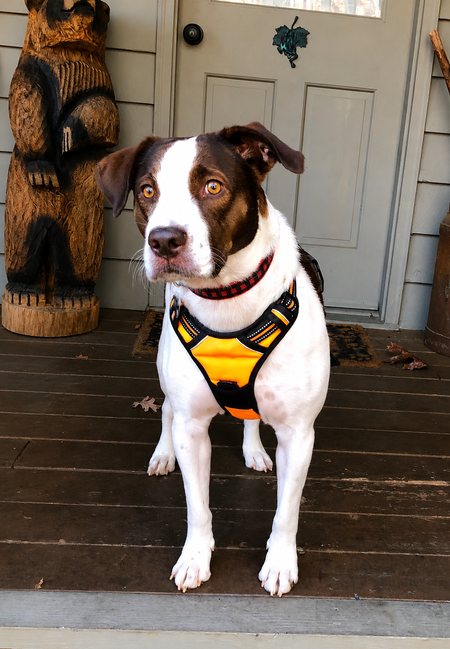 Entry image for Cooper. Clicking this image will show a larger photo