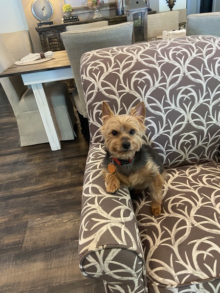 Entry image for Rocky Lou. Clicking this image will show a larger photo