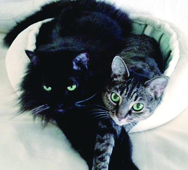 Entry image for Boo Boo & Prissy Tail. Clicking this image will show a larger photo