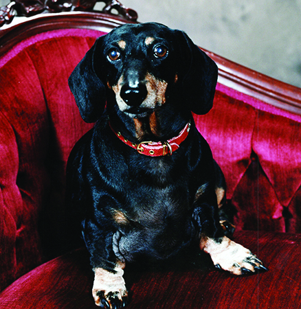 Entry image for Buddy. Clicking this image will show a larger photo