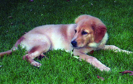 Entry image for Dusty. Clicking this image will show a larger photo