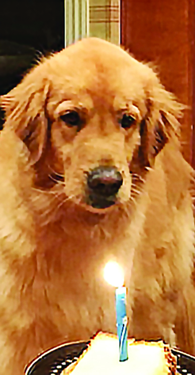 Entry image for Dusty. Clicking this image will show a larger photo