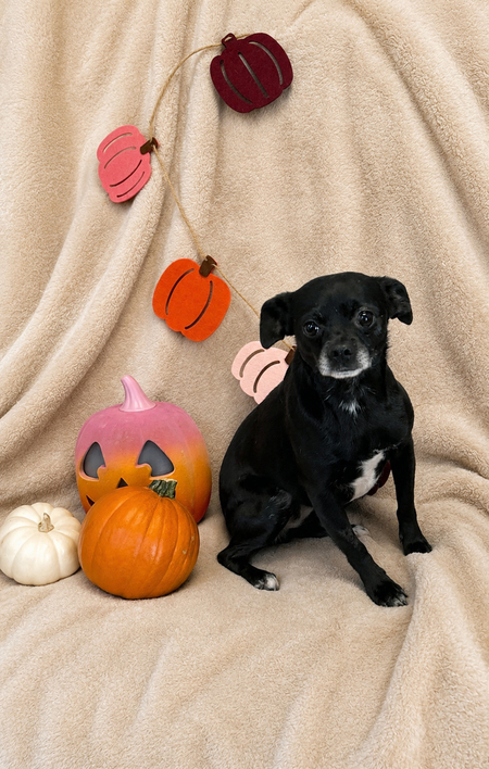 Entry image for Poppy. Clicking this image will show a larger photo