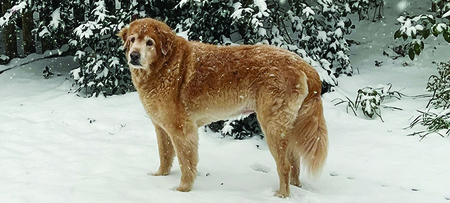Entry image for Dusty. Clicking this image will show a larger photo