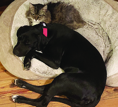 Entry image for Two Socs & Stormy. Clicking this image will show a larger photo