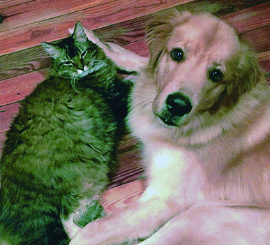 Entry image for Two Socs & Dusty. Clicking this image will show a larger photo