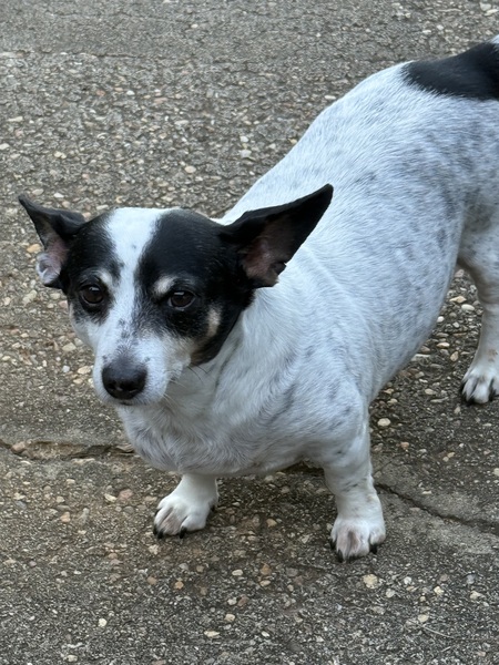 Entry image for Charlie. Clicking this image will show a larger photo