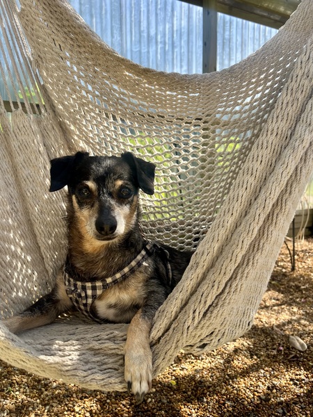Entry image for Ringo . Clicking this image will show a larger photo