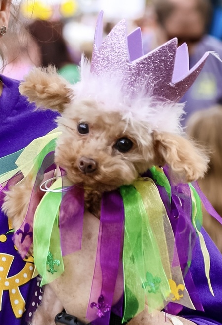 Entry image for Teddy. Clicking this image will show a larger photo