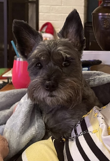 Entry image for Murphey. Clicking this image will show a larger photo