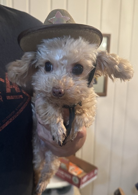 Entry image for Teddy. Clicking this image will show a larger photo