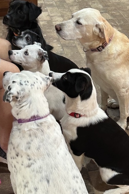 Entry image for Ellie, Dolly,Zoe, Panda, Blossom, Smokey . Clicking this image will show a larger photo