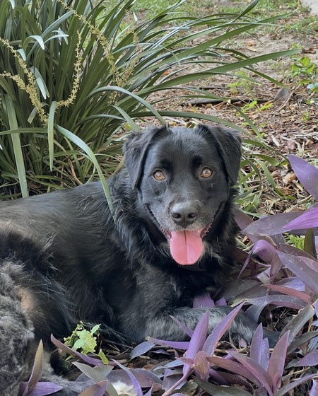 Entry image for Ellie Mae . Clicking this image will show a larger photo