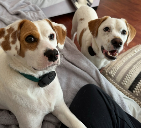 Entry image for Bodi and Bella. Clicking this image will show a larger photo