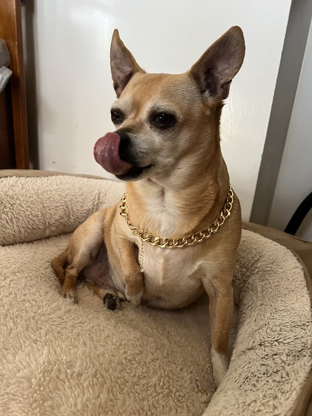 Entry image for Rico. Clicking this image will show a larger photo