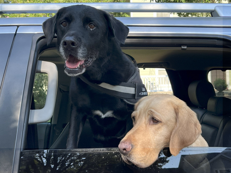 Entry image for Lulu & Pudgy. Clicking this image will show a larger photo