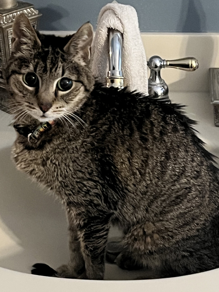 Entry image for My Kitten. Clicking this image will show a larger photo