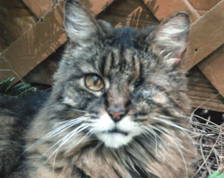 Entry image for Wink. Clicking this image will show a larger photo