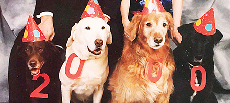 Entry image for Sugar, Bud, Rex & Bear. Clicking this image will show a larger photo