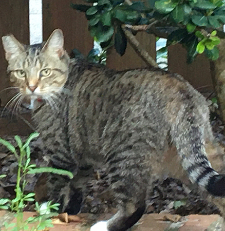 Entry image for Mittens. Clicking this image will show a larger photo