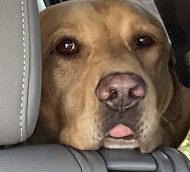 Entry image for Pudgy. Clicking this image will show a larger photo