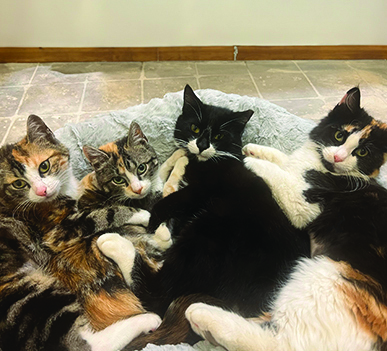 Entry image for Jane, Lily, Othello & Velcro. Clicking this image will show a larger photo