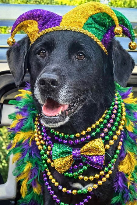 Entry image for Lulu. Clicking this image will show a larger photo