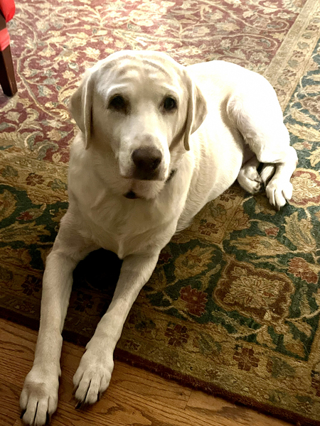 Entry image for Stella. Clicking this image will show a larger photo