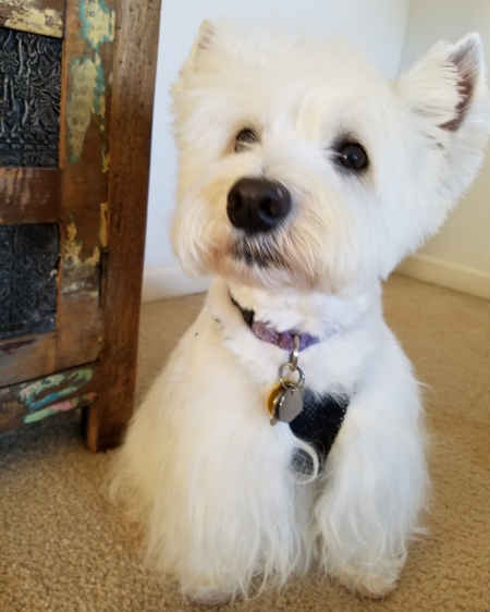 Entry image for Daisy. Clicking this image will show a larger photo