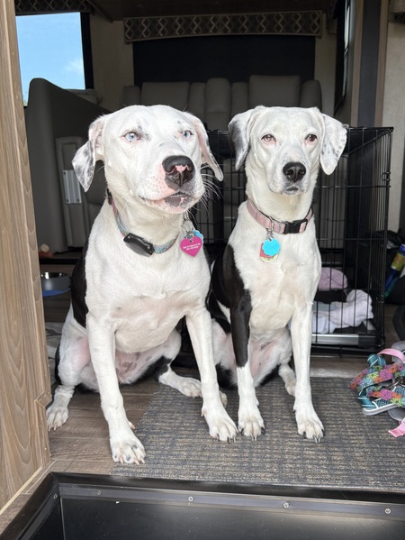 Entry image for Maggie & Mollie. Clicking this image will show a larger photo