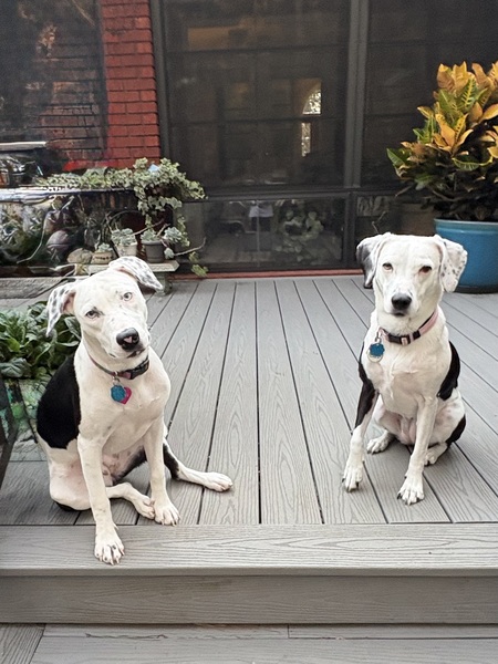 Entry image for Maggie and Mollie. Clicking this image will show a larger photo