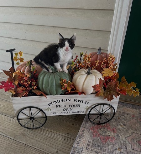 Entry image for Phoebe. Clicking this image will show a larger photo
