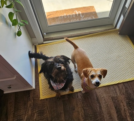 Entry image for Evie & Sydney. Clicking this image will show a larger photo
