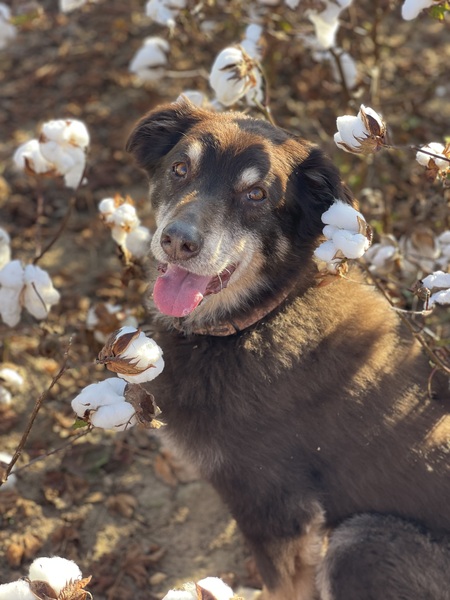 Entry image for Levi. Clicking this image will show a larger photo