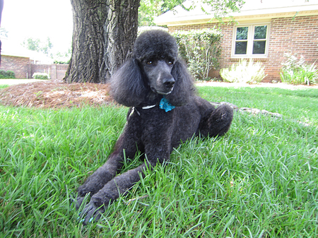 Entry image for Josette. Clicking this image will show a larger photo