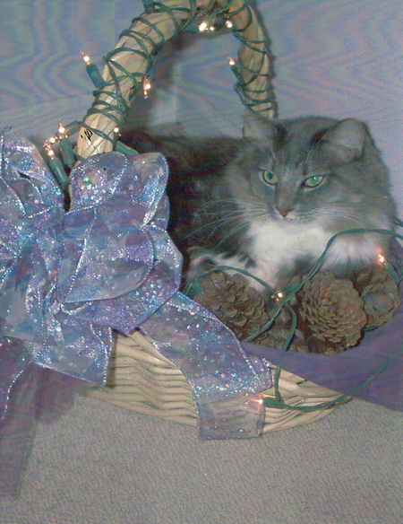 Entry image for Sebastian. Clicking this image will show a larger photo