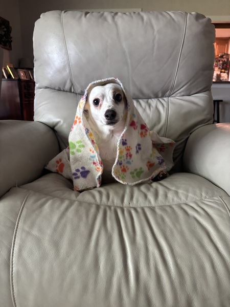 Entry image for Penelope. Clicking this image will show a larger photo