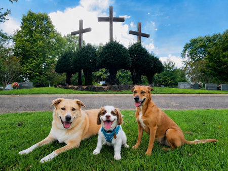 Entry image for Toby, Garth and Missi. Clicking this image will show a larger photo
