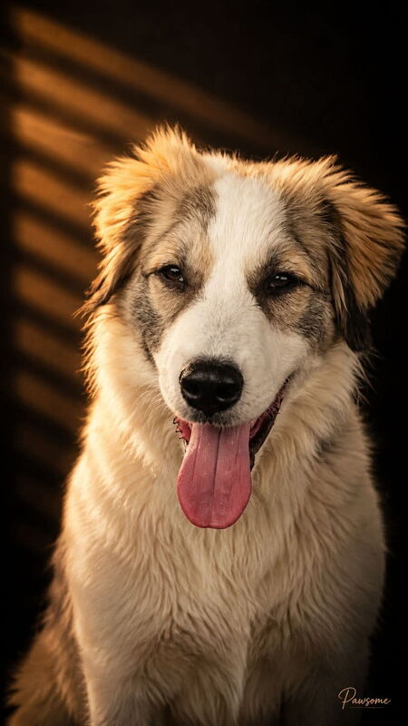 Entry image for Millie Bea. Clicking this image will show a larger photo