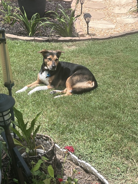 Entry image for Rocky. Clicking this image will show a larger photo