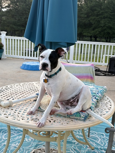 Entry image for Petey. Clicking this image will show a larger photo