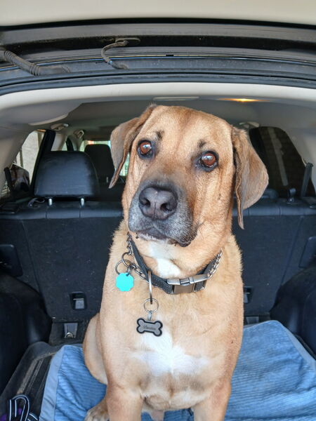 Entry image for Brutus . Clicking this image will show a larger photo