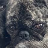Entry image for Louie & Penny