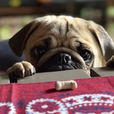 Entry image for Edgar Allan Pug