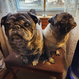 Entry image for Rowdy and Pepper