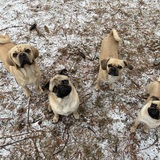 Entry image for Vinny, Moose, Maple, Dough