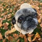 Entry image for Riley 