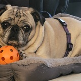 Entry image for Bella