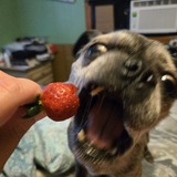 Entry image for Corndog